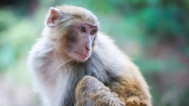 Forty-three monkeys escape from US research lab