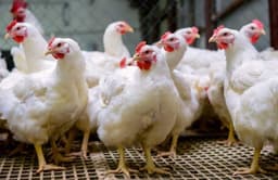 Xmas chicken sparks uproar as seller lists price at N30,000