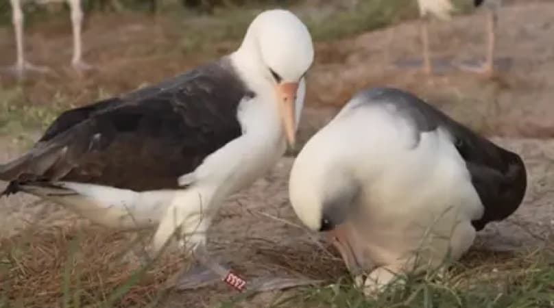 World’s oldest known wild bird lays egg at 74 