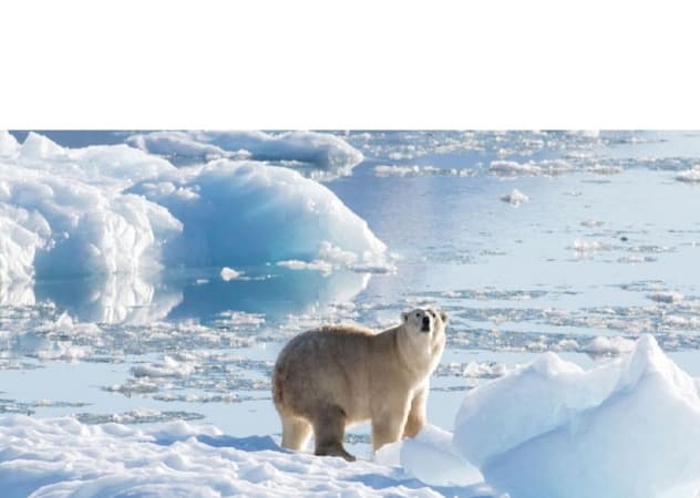 Man jumps on polar bear to defend wife from attack 