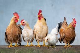  Christmas: Chicken costs N25,000, turkey N130,000 