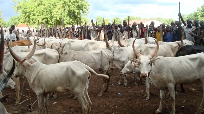 Kano cattle market reports N50 billion weekly transactions