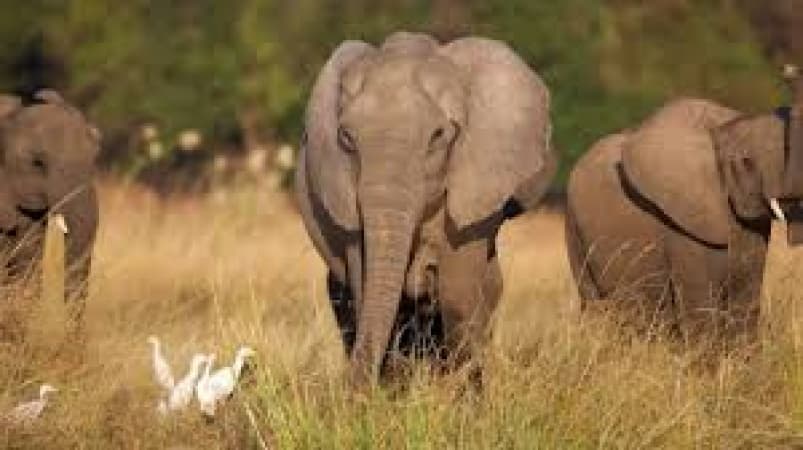 Elephant kills tourist while saving grandchildren in South Africa