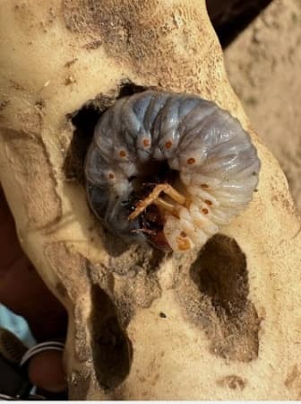 Kaduna farmers battle worms, insects as sweet potato crops face threat