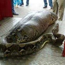 Shock as python swallows grandmother