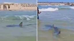Remains found after rare shark attack on swimmer in Israel
