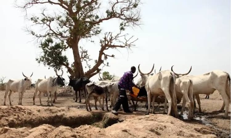 Herder kills two over cattle grazing dispute, disappears