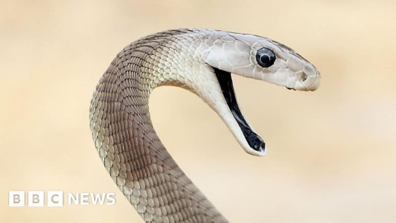 ‘Unparalleled’ snake antivenom made from man bitten 200 times