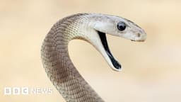 ‘Unparalleled’ snake antivenom made from man bitten 200 times