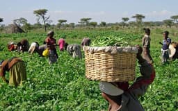 Farmers in Ondo, Ekiti, Osun lament dearth of unskilled labour, cost of inputs