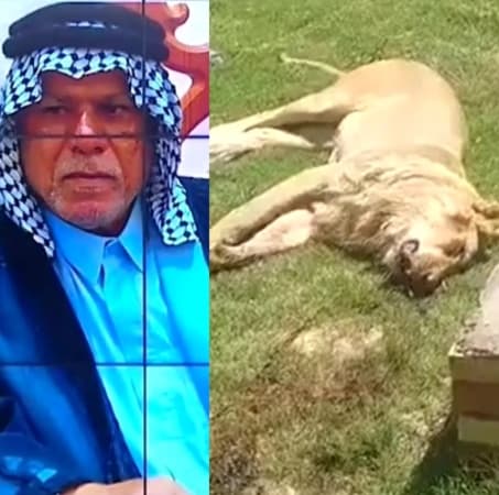 Man eaten by lion days after purchasing it to tame