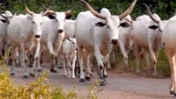 Price of cattle soars as consumers, butchers groan