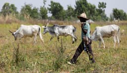 Delta profiles herders to curb clashes with farmers