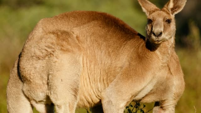Kangaroo ‘tries to drown’ man in Australian floodwaters