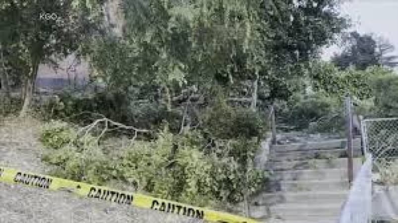 At least 12 injured after tree falls during varsity graduation ceremony