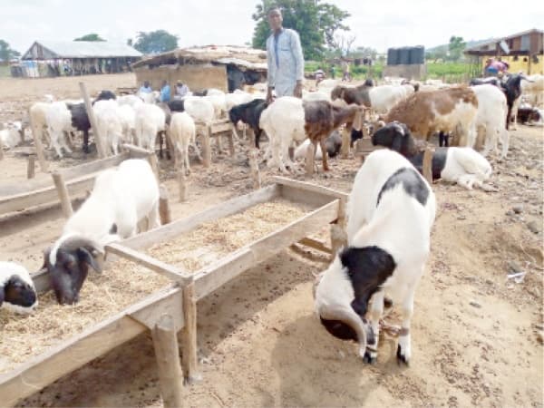 7 best places to buy affordable Sallah ram in Lagos