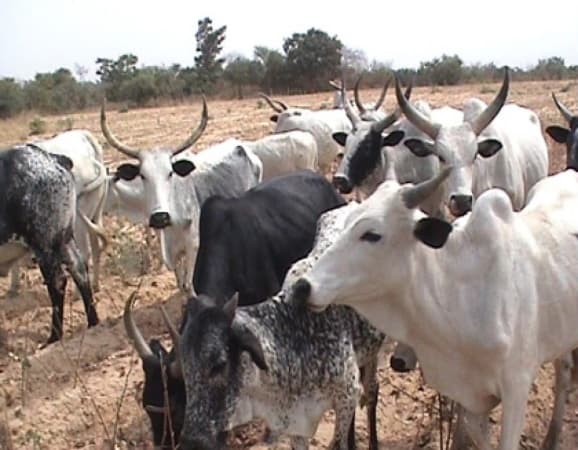 Miyetti Allah fumes over member’s death, livestock rustling in Benue