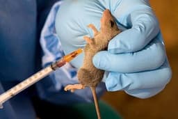 Nigeria records spike in Lassa fever cases as death toll hits 143