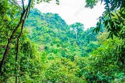 Deaths recorded as angry vigilantes flush out bandits from Plateau forest