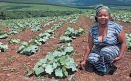 How fake agric ‘credit providers’ dupe farmers