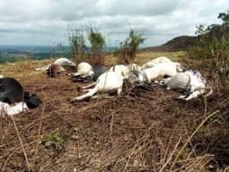 Lightning strike kills 32 cows in Ogun community
