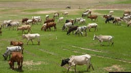 Pastoral crisis: 11 states embrace FG ranching plan as killings surge