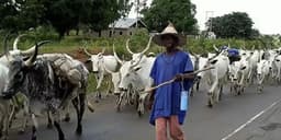 Gunmen kill herder, rustle cattle in Borno