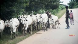 Ebonyi residents reject open grazing