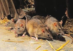 Nigeria records 145 Lassa fever deaths