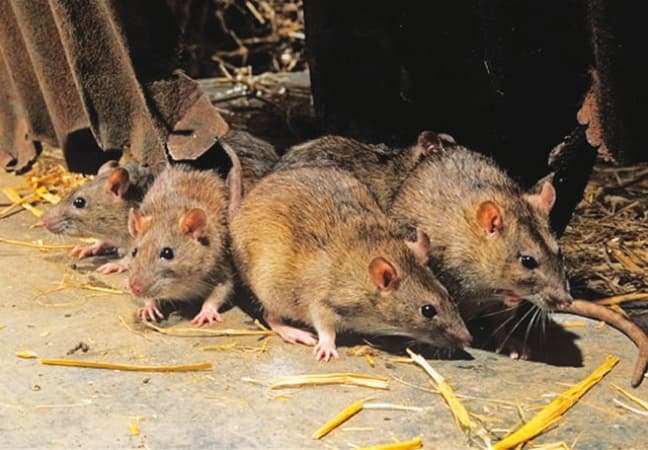 Nigeria records 145 Lassa fever deaths