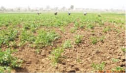 Late rain threatens food production