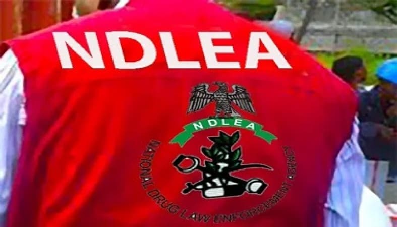 NDLEA recovers $17.7million travelers’ cheques in children books