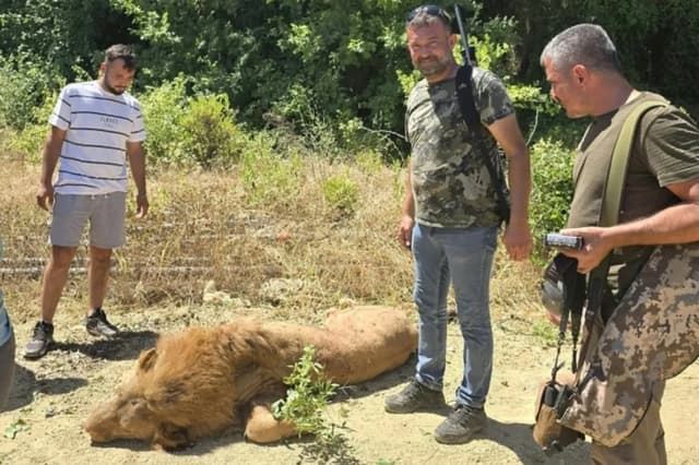 Escaped lion shot dead after attacking worker