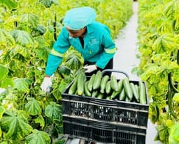 Excitement in Taraba as 'cucumber farm' records bumper harvest