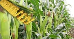 African countries that have banned GMO imports and cultivation