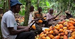 New EU regulation sparks bankruptcy fears in Africa's largest cocoa-producing country