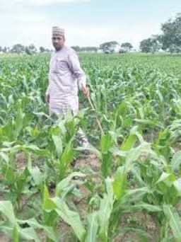 Food Security: Farmers battle high cost of inputs, interest rates, grains importation