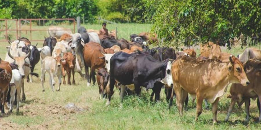 FG to set up livestock breeding centres in 6 geopolitical zones