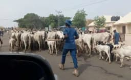 Open grazing: Herders risk 3-yr jail term, confiscation of cattle ? Ogun govt warns