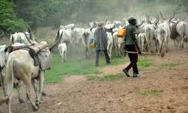 Cattle breeders threaten to halt livestock sales in Oyo over anti-grazing law