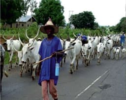 Ebonyi monarch warns against killing herdsmen's cows