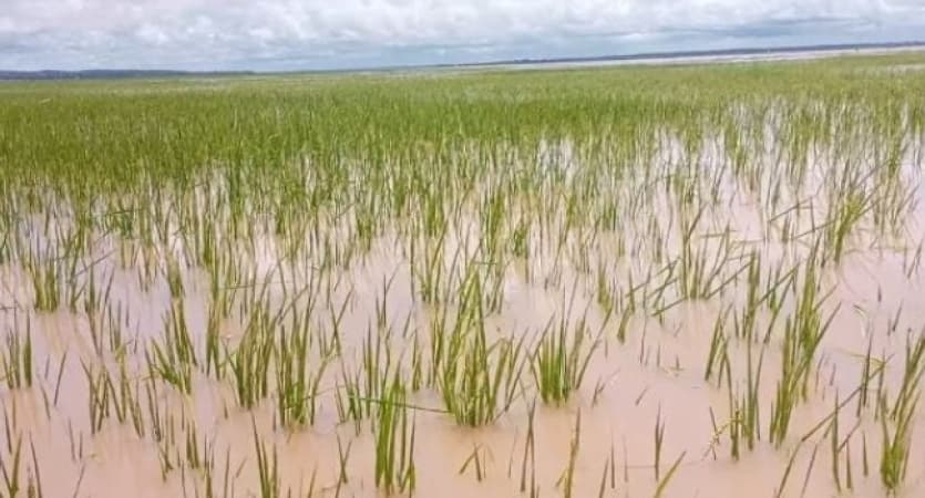Farmers cry for help as floods destroy rice farms in kebbi