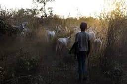 Suspected herders kill mother, son, two others in renewed Benue attack