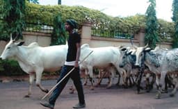Residents desert homes as herdsmen, vigilante clash in Imo community