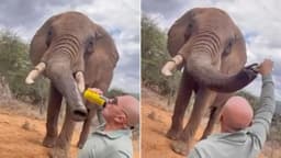 Tourist pouring beer down elephant's trunk in Kenya sparks anger