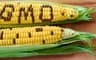 Federal Government to begin labelling of GM crops 