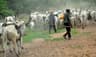 Police nab suspected Lakurawa bandit, recover 10 rustled cows in Kebbi