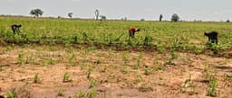 Climate change: Anambra farmers lament looming drought, poor crop performance