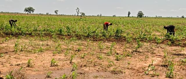 Climate change: Anambra farmers lament looming drought, poor crop performance