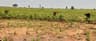 Climate change: Anambra farmers lament looming drought, poor crop performance